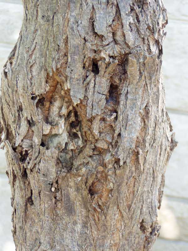 borers trees beetles borer locust insect honey problems holes wisteria insects pests midwest common coleoptera gleditsia miners infested gardens gardening